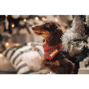 Scotland red - Kendő