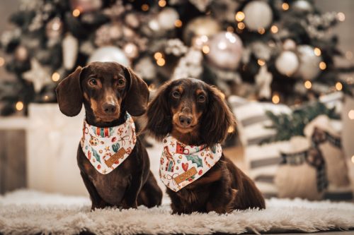 Gingerbread - Kendő