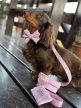 Daisy - Kaki zacsi tartó
