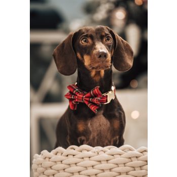 Scotland red - Masni