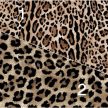 Leopard - Póráz Heveder